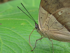 Archaeoprepona amphimachus