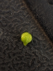 Plagiobothrys torreyi diffusus