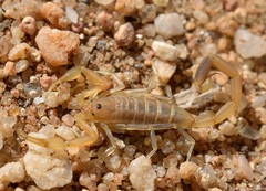 Uroplectes schlechteri