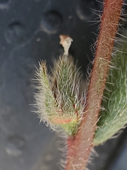 Plagiobothrys torreyi diffusus