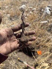 Calochortus plummerae