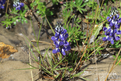 Lupinus bogotensis