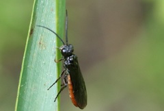 Strongylogaster tacita