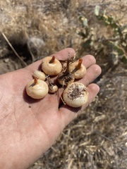 Dipterostemon capitatus capitatus