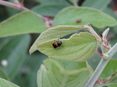 Griburius albilabris