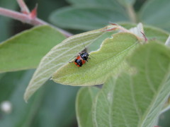 Griburius albilabris