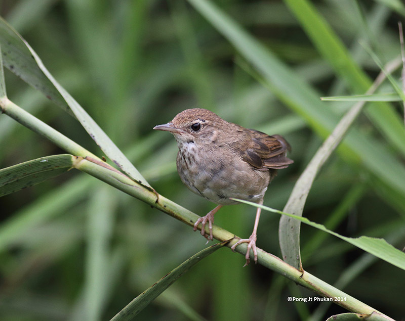 Baikal Bush Warbler photo