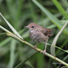 Baikal Bush Warbler - Photo (c) porag, some rights reserved (CC BY-NC)