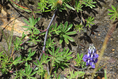 Lupinus bogotensis
