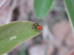 Griburius albilabris