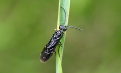 Strongylogaster tacita