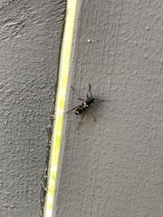 Neoclytus muricatulus