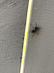 Neoclytus muricatulus