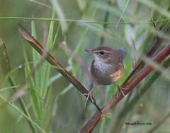 Locustella thoracica