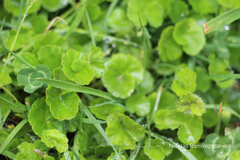 Hydrocotyle bonplandii