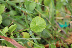 Hydrocotyle bonplandii