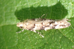 Coleotechnites coniferella