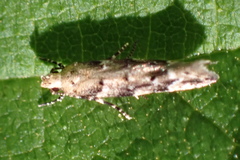 Coleotechnites coniferella
