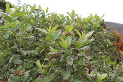 Ageratina tinifolia
