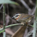 Rufous-throated Fulvetta - Photo (c) porag, some rights reserved (CC BY-NC)