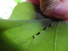 Membracidae