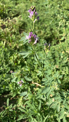 Medicago sativa