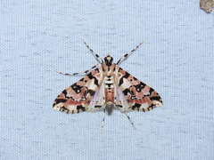 Conchylodes bryophilalis
