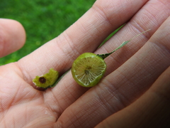 Amphibolips quercusostensackenii