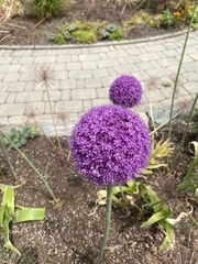 Allium giganteum