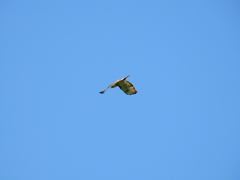 Buteo jamaicensis