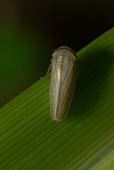 Athysanus argentarius