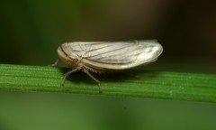 Athysanus argentarius