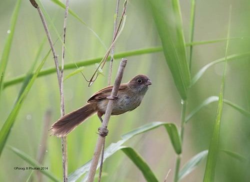 Jerdon's Babbler (Chrysomma altirostre) · iNaturalist