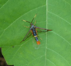 Synanthedon richardsi