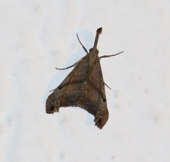 Palthis asopialis