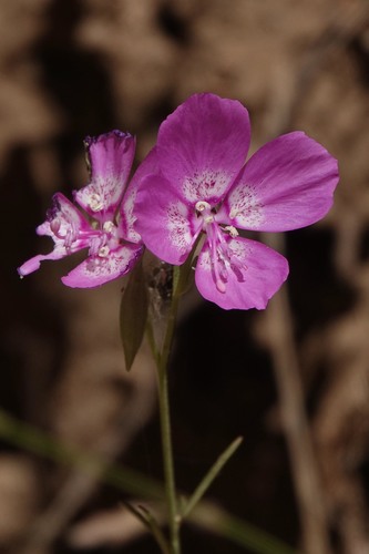 iNaturalist observation photo of Speckled Clarkia