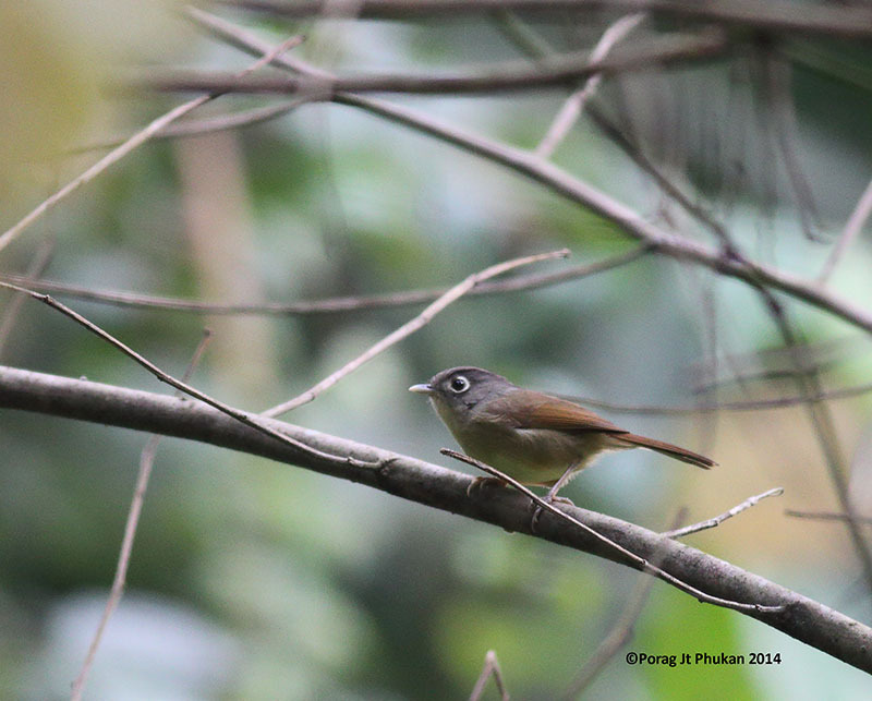 Nepal Fulvetta (Alcippe nipalensis) photo