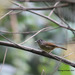 Nepal Fulvetta - Photo (c) porag, some rights reserved (CC BY-NC)