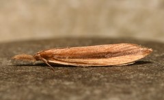 Donacaula albicostellus