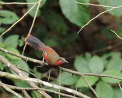Liocichla phoenicea