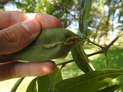 Macrodiplosis niveipila