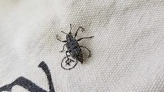 Ithycerus noveboracensis