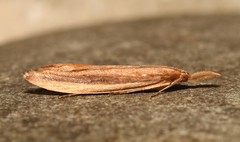 Donacaula albicostellus