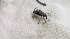Ithycerus noveboracensis