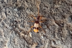 Xenocompsa semipolita