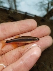 Pteronotropis stonei