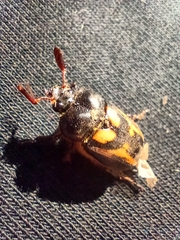 Oryctomorphus bimaculatus