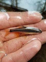 Pteronotropis stonei