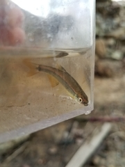 Pteronotropis stonei
