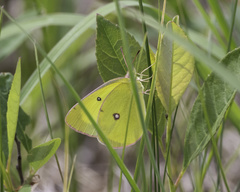 Colias interior